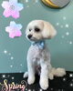 「可愛い子ちゃん♡ Dog salon mofu mofu余市町」