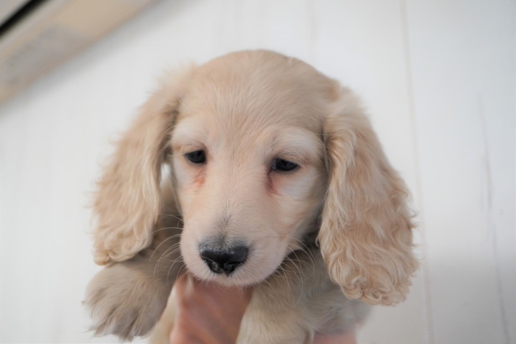 「ハイクオリティ子犬情報」