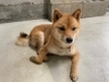 「保護犬情報について」