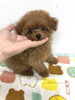 ぱぱ＆まま募集中のみかんちゃん「みかんちゃんの　（＾Ｏ＾）」