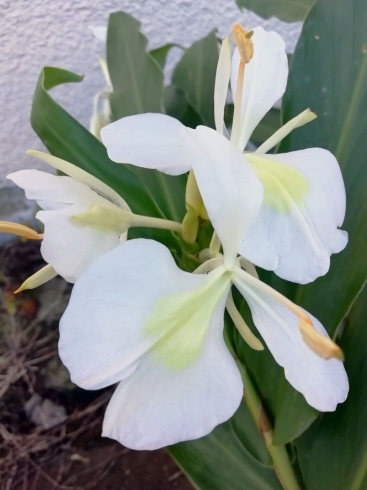 ジンジャーリリーが咲いています バランスをテーマに船橋で発酵する会社zushin 手作り発酵食品とスラックライン バルシューレ ローラースケート 進むすべての道は 転ばない国ニッポン へ続くプロジェクト 株式会社 Zushinのニュース まいぷれ 船橋市 ジンジャーリリーが咲いています バランスをテーマに船橋で発酵する会社zushin 手作り発酵食品とスラックライン バルシューレ ローラースケート 進むすべての道は 転ばない国ニッポン へ続くプロジェクト 株式会社 Zushinのニュース まいぷれ 船橋市