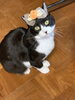 「ニャンコのコンシェルジュ」