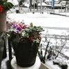 「雪の日キャンペーン」