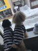 「雪に興味津々」