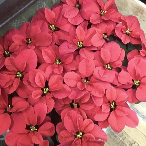 ラナンキュラス ラックス入荷しました Casa Fiore カーサフィオーレ のニュース まいぷれ 松江 ラナンキュラス ラックス入荷しました Casa Fiore カーサフィオーレ のニュース まいぷれ 松江