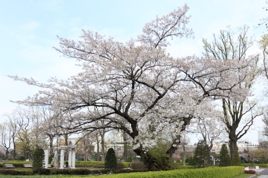 染井吉野桜（ソメイヨシノザクラ）（撮影2013年4月1日）