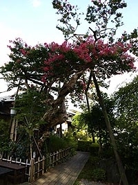 天に向かって幹や枝を伸ばす<br>泉福寺のサルスベリ。<br>樹高は7メートル。<br>