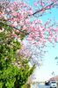 「もう少しです…！　白子の河津桜」