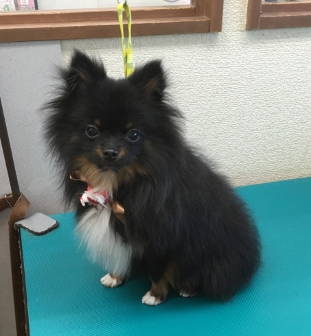 2月12日 ホテル シャンプーコースのギガちゃん 犬猫のトリミング屋さんぽちのうち 犬 猫のトリミング屋さん ぽちのうちのニュース まいぷれ 船橋市