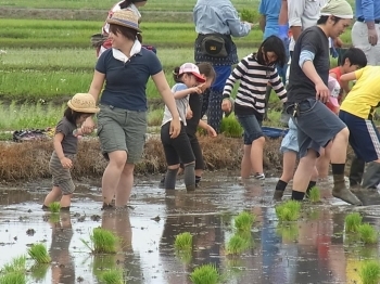 初めての田んぼ