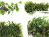 「稀少な苔が入荷しました◎」