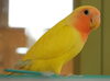 「コザクラインコ」