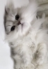 コロリン!からのモミモミ…お母さんと同じかな?「ふわちゃんの 心のリズムは?」