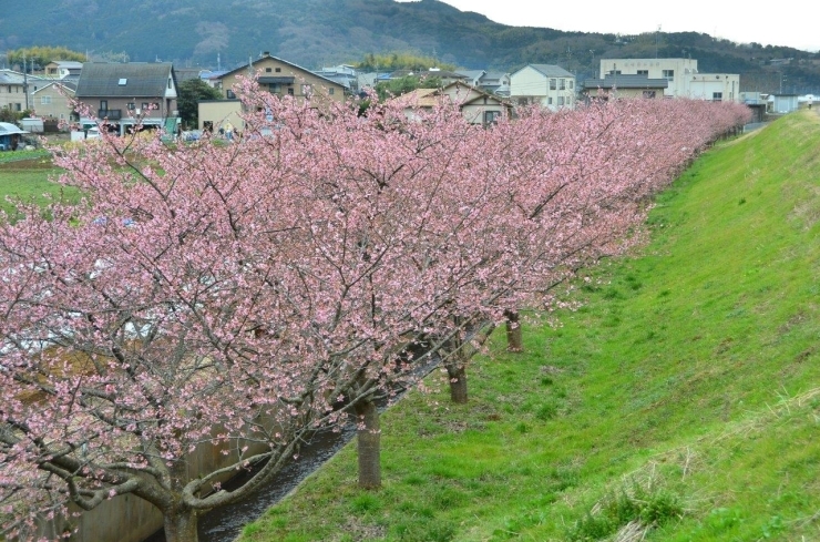 「河津桜満開PART2♪　かんなみ桜がもうすぐ満開です」