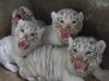 「【大特価】東武動物公園」