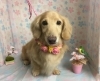 3月5日 シャンプーコースのナッツちゃん 犬猫のトリミング屋さんぽちのうち 犬 猫のトリミング屋さん ぽちのうちのニュース まいぷれ 船橋市