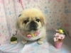 3月6日 カットコースのまるちゃん 犬猫のトリミング屋さんぽちのうち 犬 猫のトリミング屋さん ぽちのうちのニュース まいぷれ 船橋市