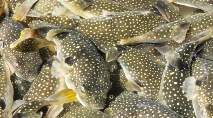 「本日の一押し魚はフグ」