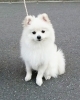 「3/19(日) 無料しつけ・飼い方相談会 in 西武船橋店イケダペットファームさん☆  」