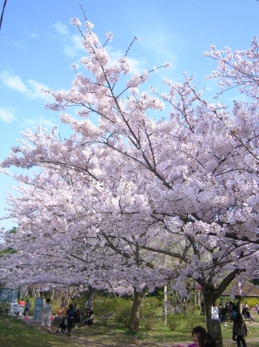「3月31日より かしま桜まつり スタートです！」