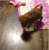 「走れちびっ子！！　動画にて配信中」