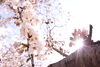 「お花見シーズン到来」