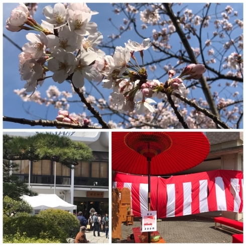 「 4/2（日）桜まつりに遊びにきてください♪」