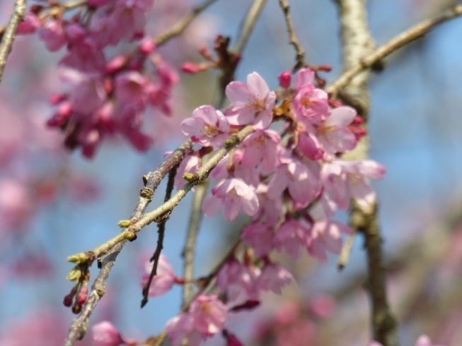 「4月　ちびっこ広場つうしん」