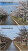 「長岡の『桜』開花状況を見比べてみた( ﾟДﾟ)」