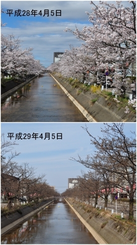 「長岡の『桜』開花状況を見比べてみた( ﾟДﾟ)」