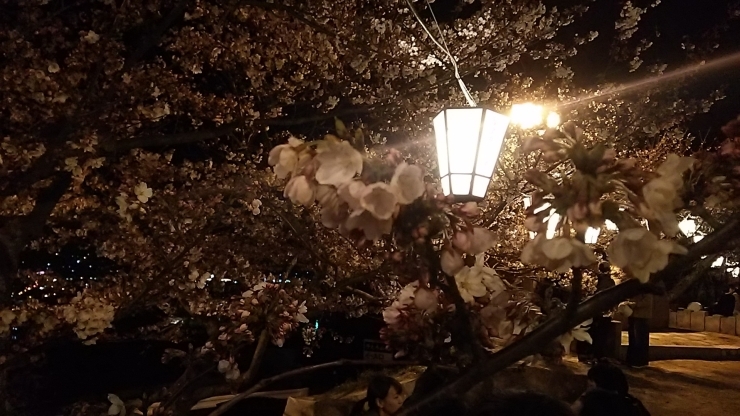 「千光寺公園の夜桜」