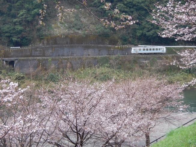 「桜咲きかけ」