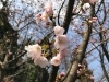 「桜の名所〜新居浜〜明日は楽しめるかな！？」