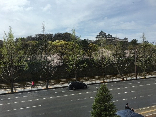 「和歌山城 桜満開！」