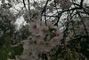 「桜」