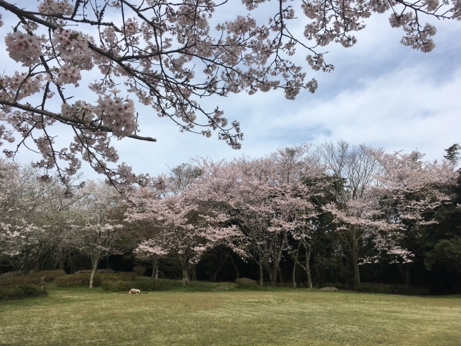 「春爛漫！桜満開です(∩´∀｀)∩」