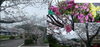 「天ヶ城の桜❀」