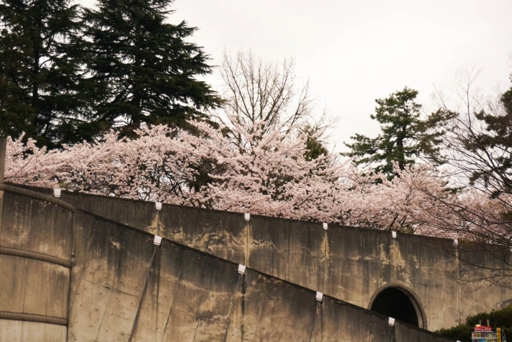 「みんな気にしてる高岡の桜の開花状況 古城公園編」