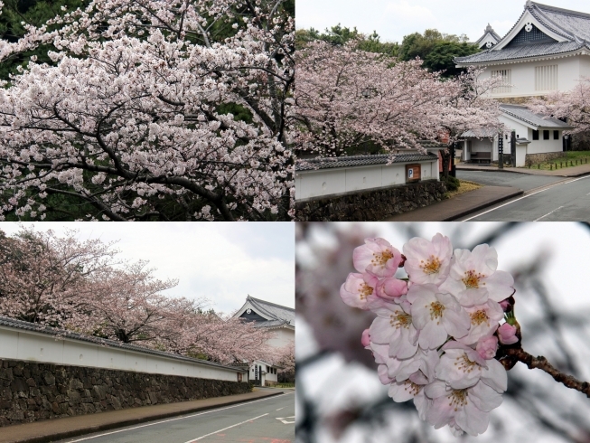 「雨にも、風にも負けず 「桜」穴場探訪紀」