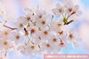 「一関市役所庁舎前の『桜』の開花宣言」