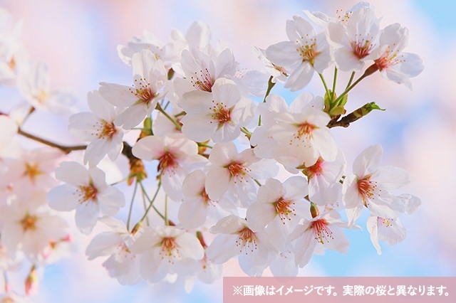 「一関市役所庁舎前の『桜』の開花宣言」