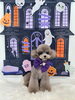 ハルくん「Happy Halloween 2026🎃」