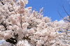 「桜満開のたよりが届きました。」