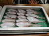 「📣本日のお魚情報🐟」