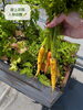 「屋上菜園で夏野菜がぐんぐん成長しています🥕」