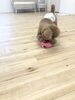 こうしてやるっ　笑　　レオくん「ましゅまろ幼稚園　^o^」
