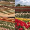 「＊  ゴールデンウィーク〜〜広島世羅高原農場のチューリップ〜〜☆ ＊」