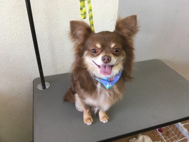 5月4日 シャンプーコースの茶々丸ちゃん 犬猫のトリミング屋さんぽちのうち 犬 猫のトリミング屋さん ぽちのうちのニュース まいぷれ 船橋市