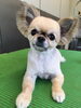 「チワワのプリンちゃん　船橋 トリミングサロン エイエムエスケネル」