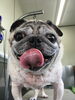 「パグのぶーちゃん　船橋 トリミングサロン エイエムエスケネル」